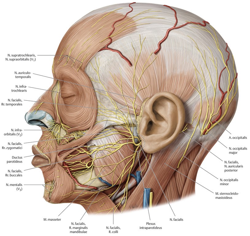 Muscles visage 4