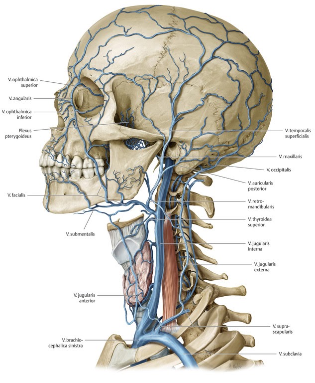 Crâne 2
