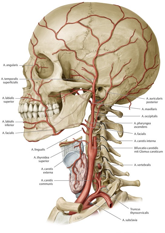 Crâne 3