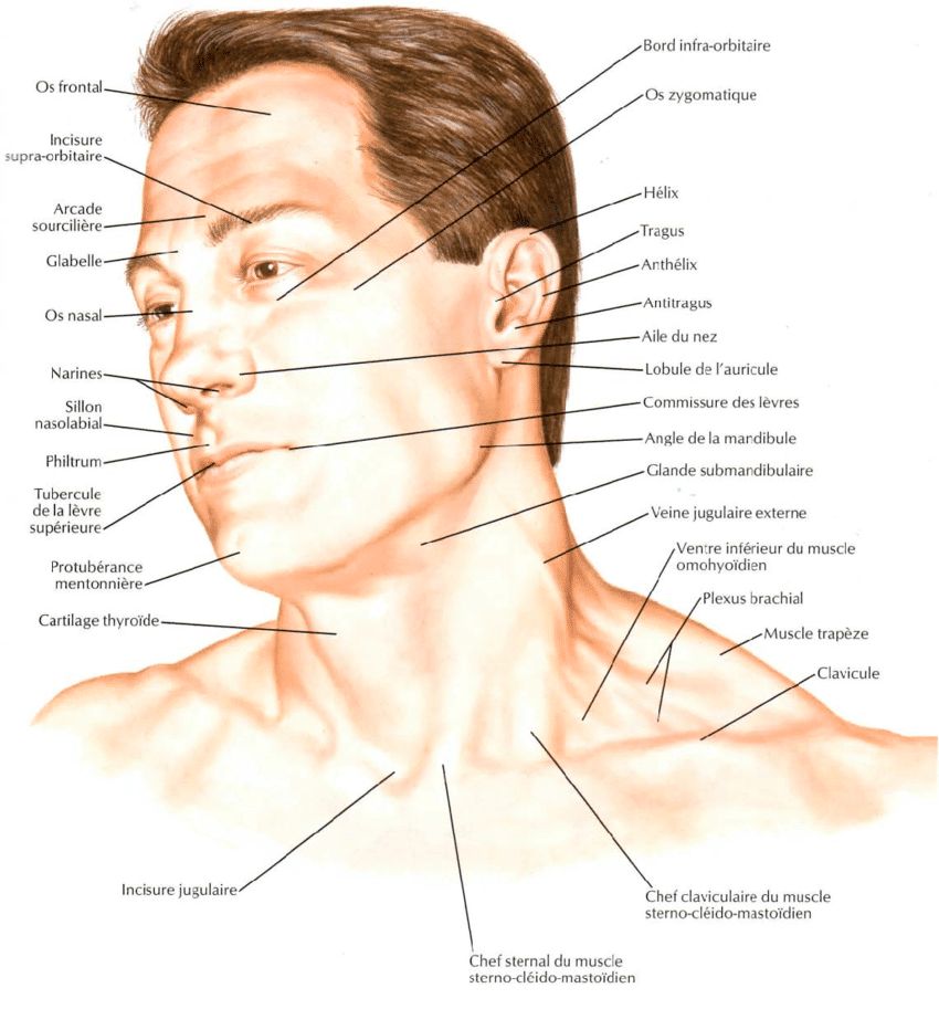 Anatomie visage
