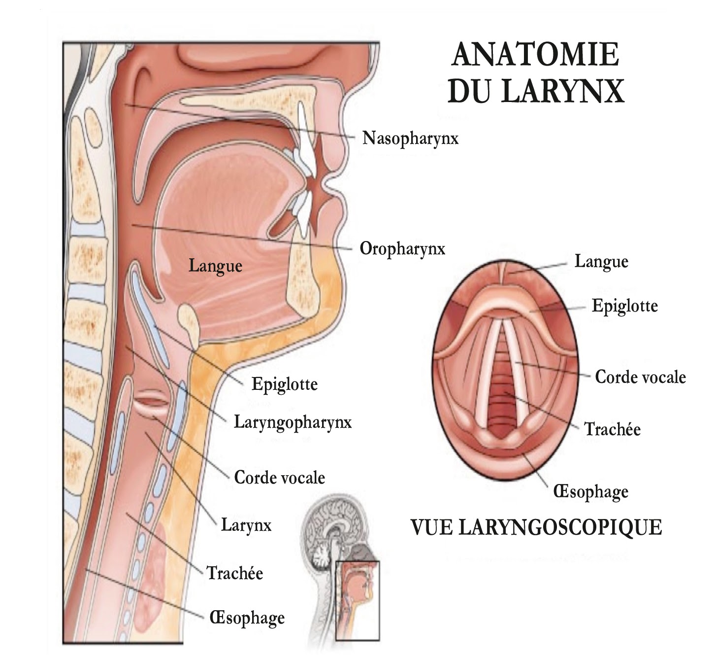 Larynx