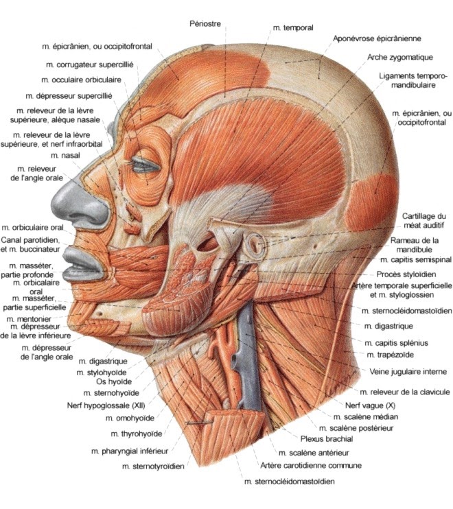 Muscles visage 2